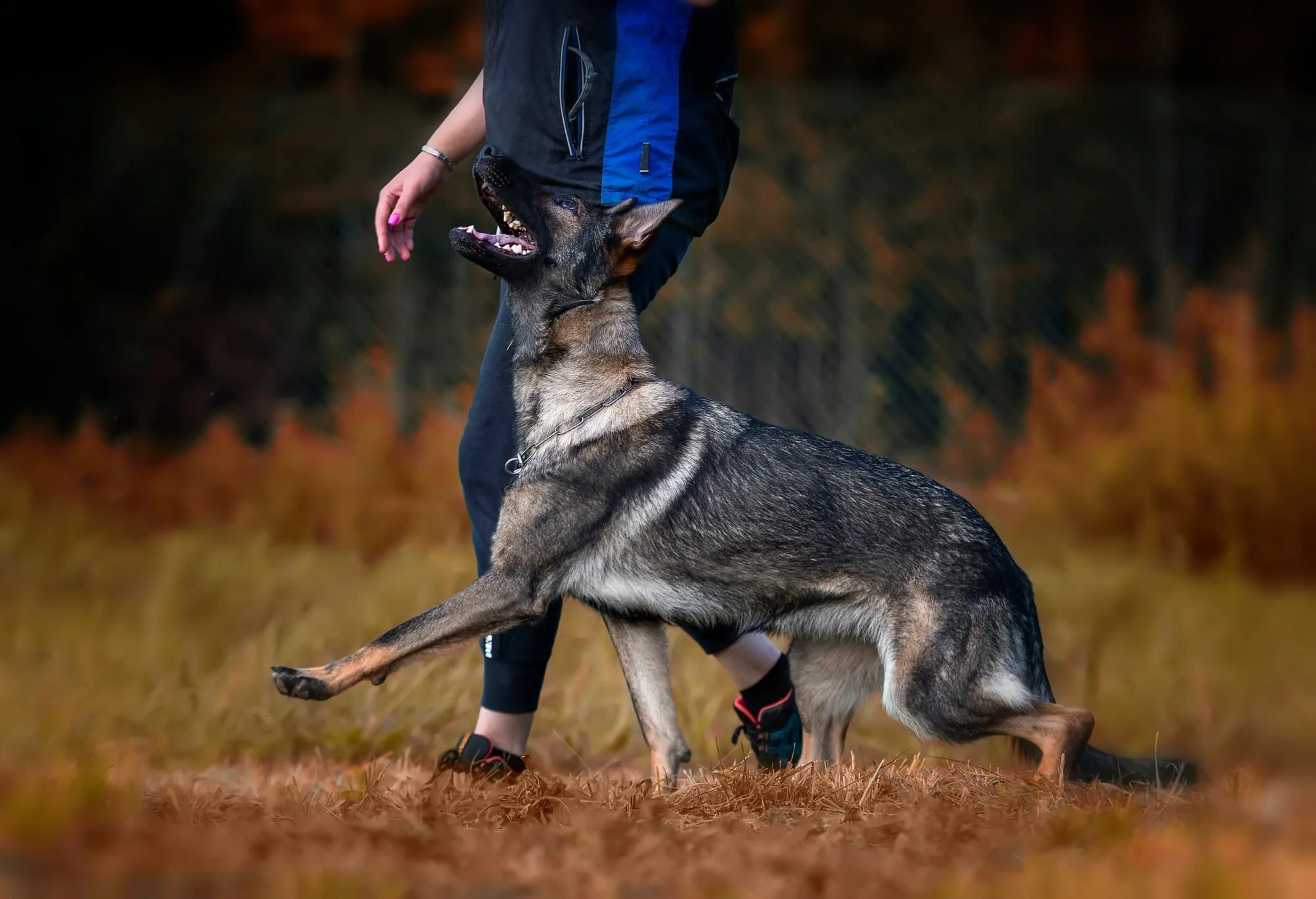 Dog trainer guiding a German Shepherd through a structured obedience exercise