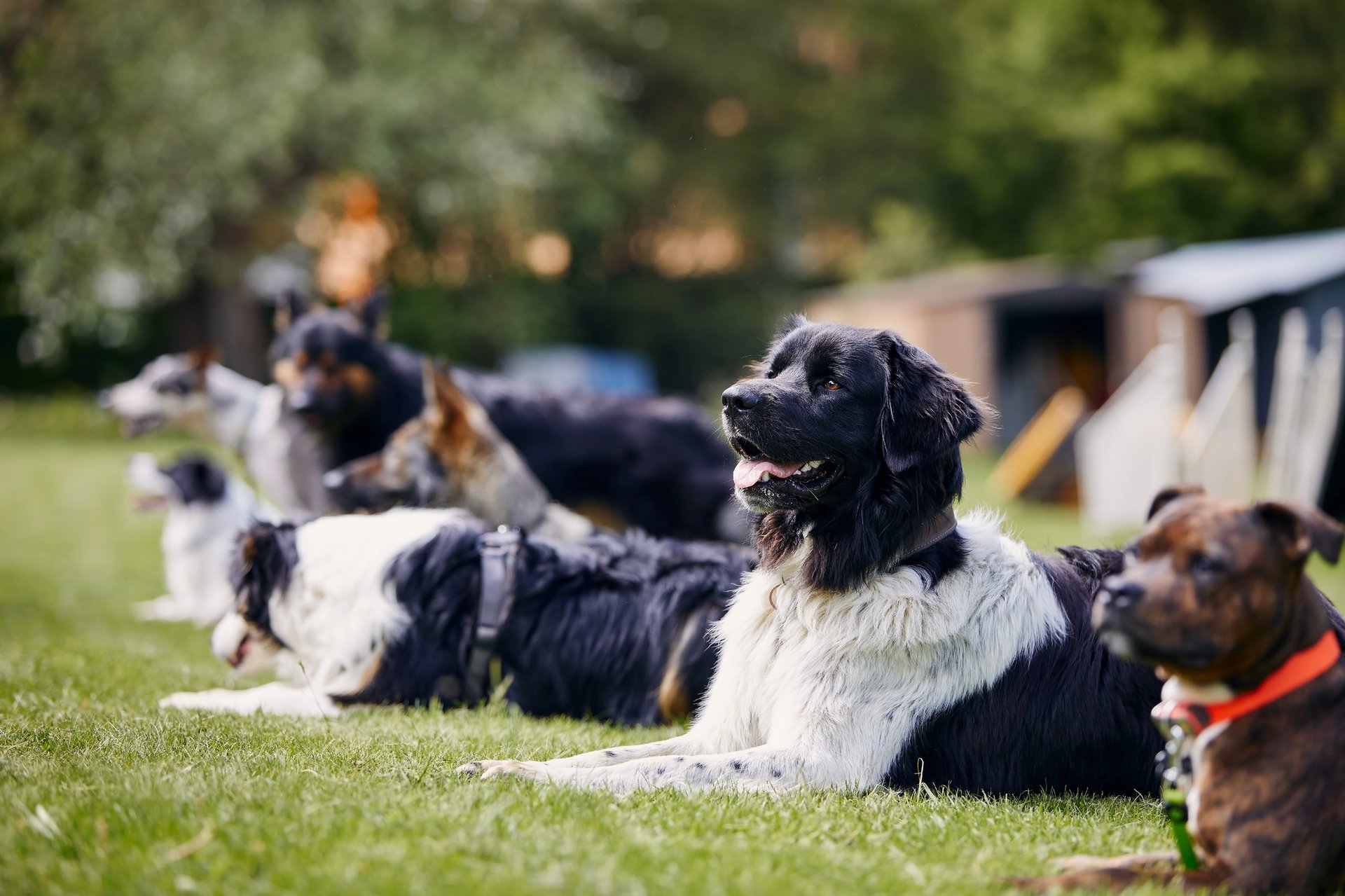 Group dog training class in Coconut Grove