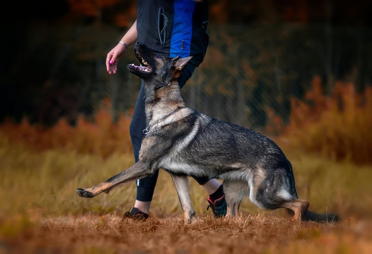 A young working-class female German shepherd training to heel, dog is diligent and concentrated on the handler