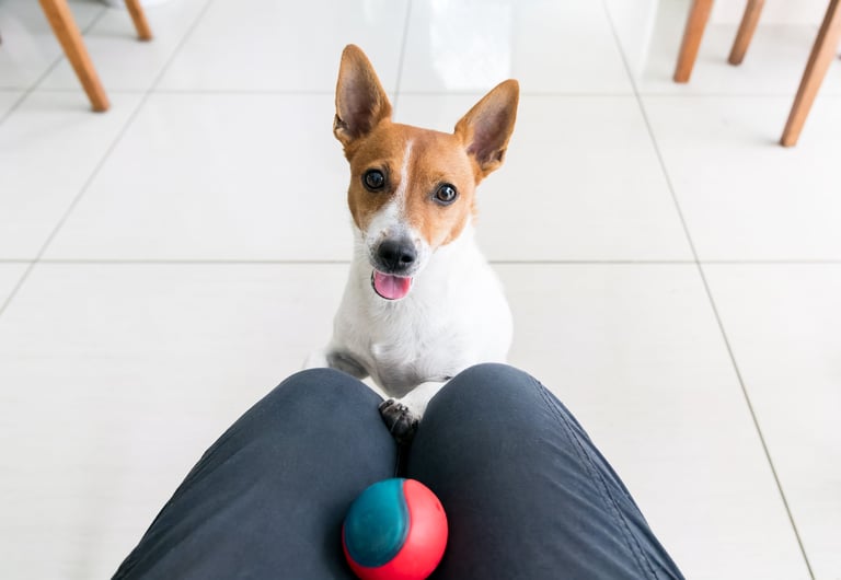 Jack Russell Terrier dog sitting and looking intently at owner, waiting to play ball