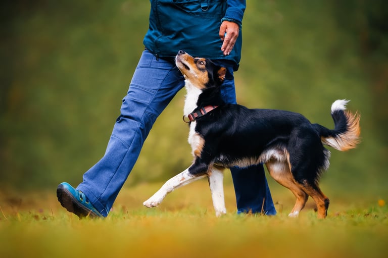 Dog agility training sport