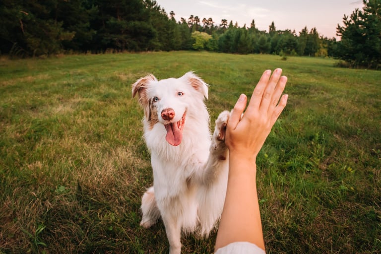 Dog giving paw high five training success