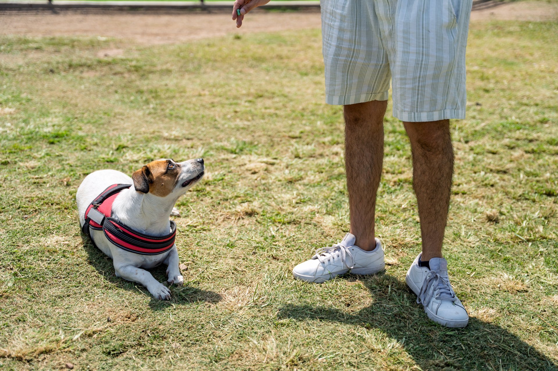 Dog training