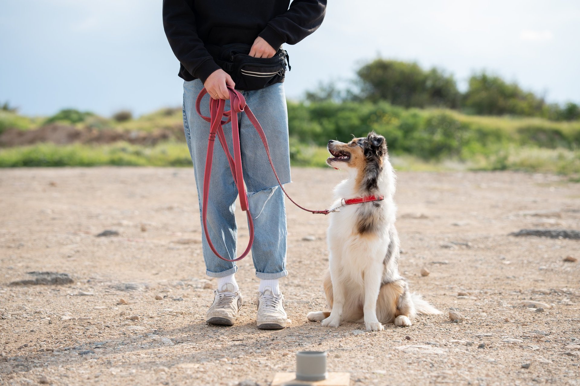 Professional dog training