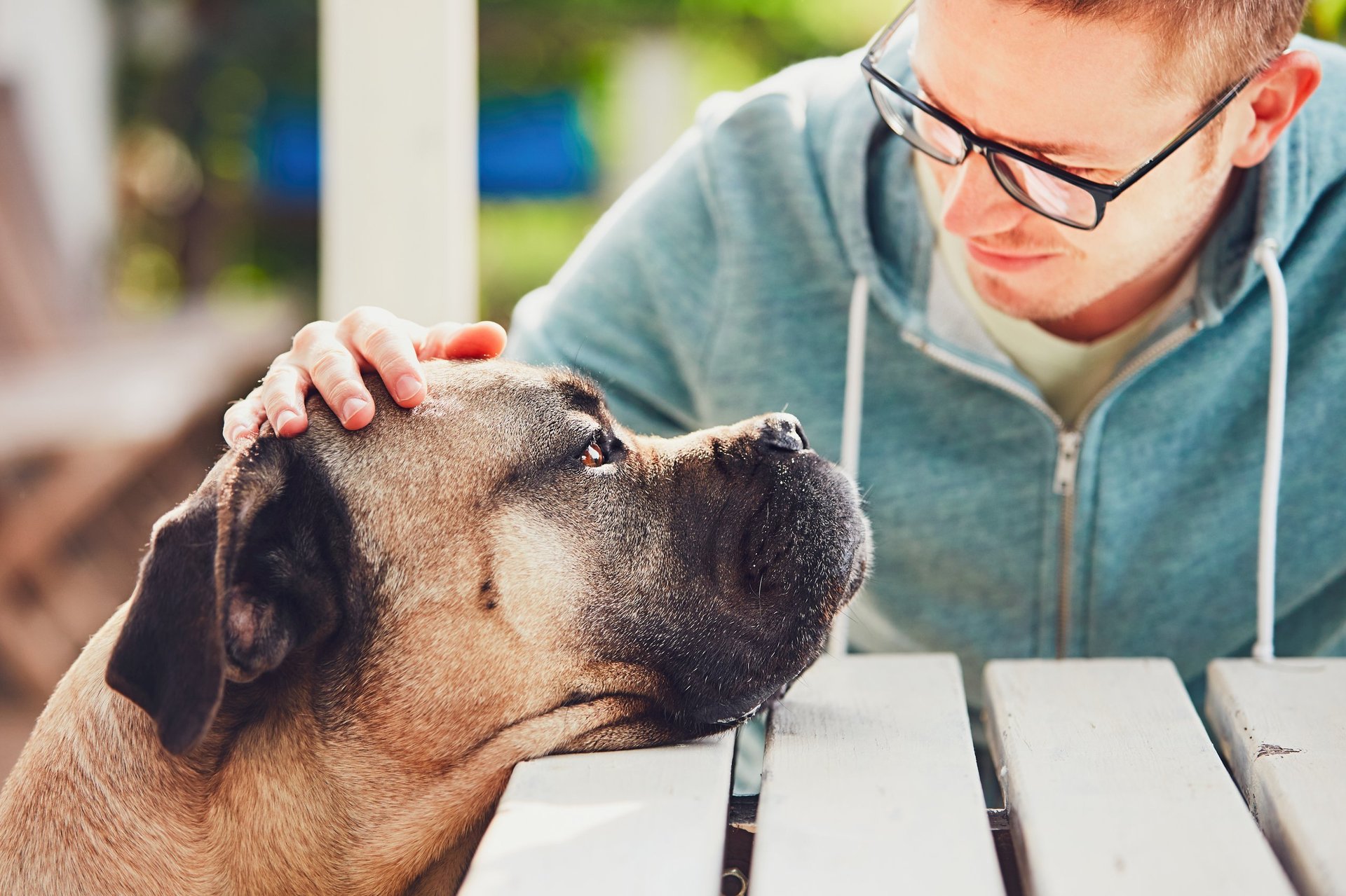 Devoted look of the huge dog. Friendship between young man and cane corso dog