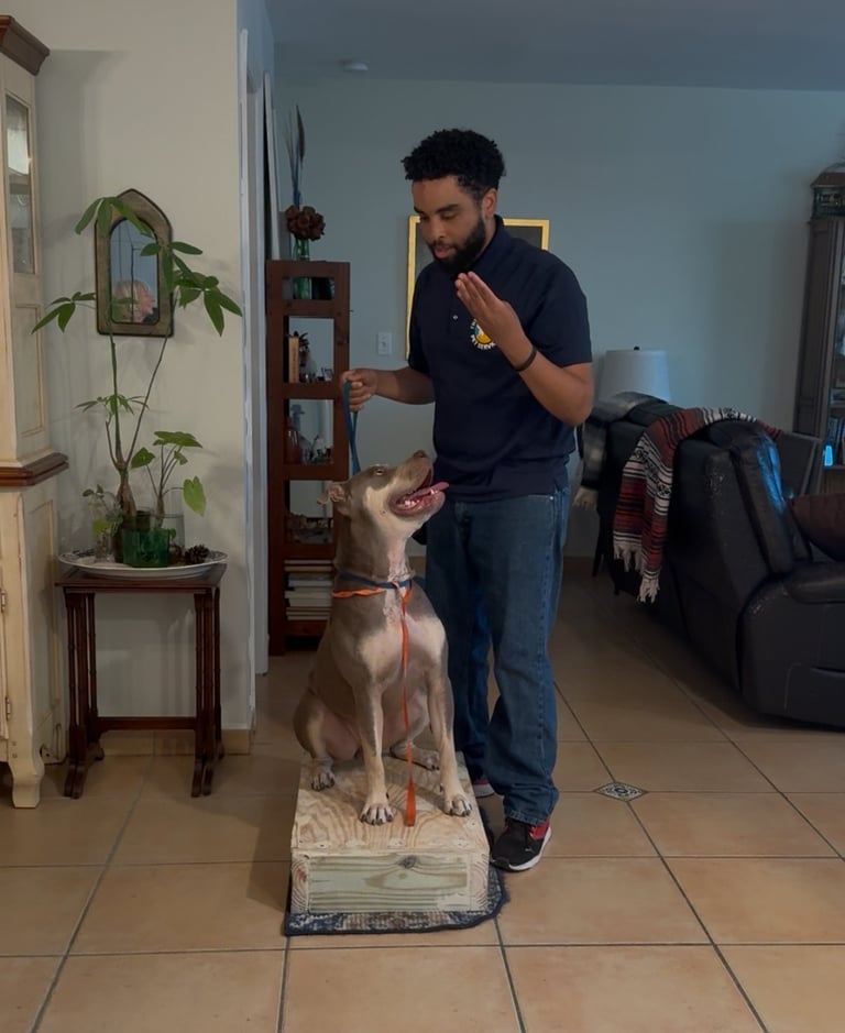 Man in black shirt training a dog indoors. Dog is standing on a mat while man gestures during training session.
